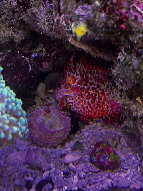 Waspfish Spawning.jpg