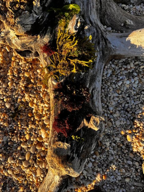Seaweed.jpg