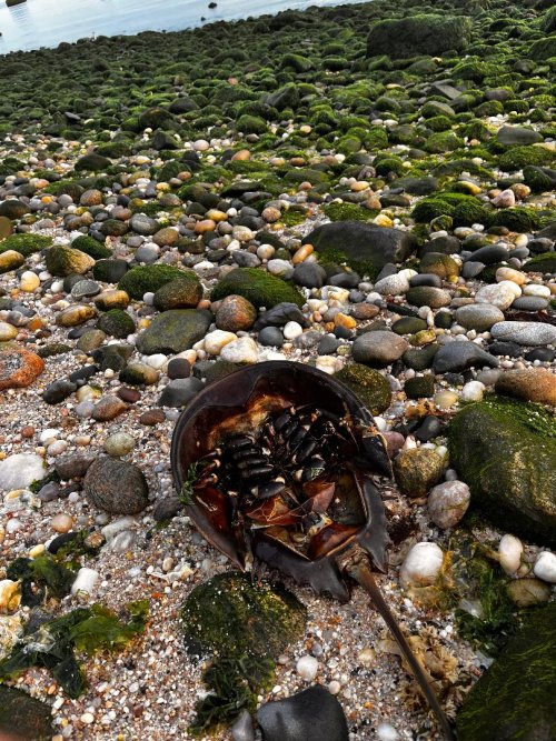 Dead Horseshoe crab (2).jpg