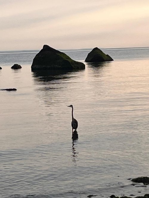 Heron.jpg