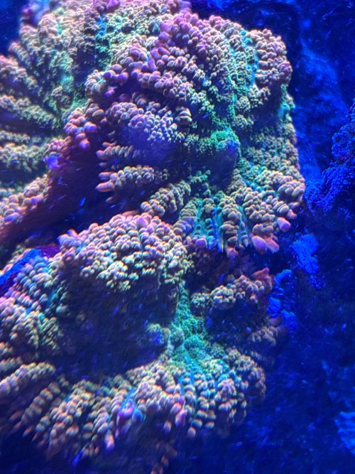 IMG_2265.jpeg