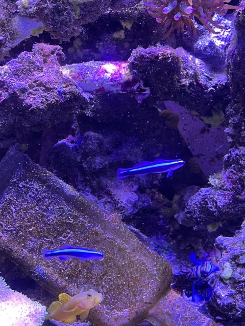 Neon Gobis.jpg