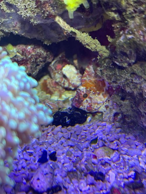 Waspfish maybe spawning.jpg
