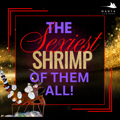 Sexy Shrimp.png