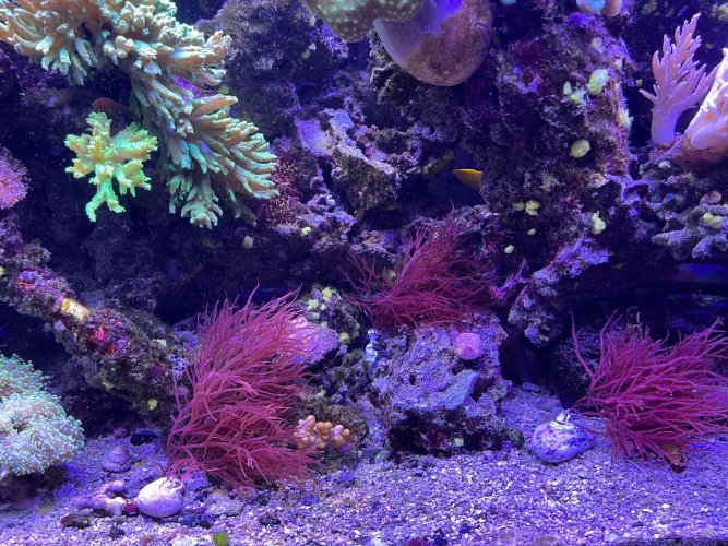Red Seaweed 1.jpg
