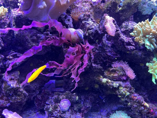 Red Kelp.jpg