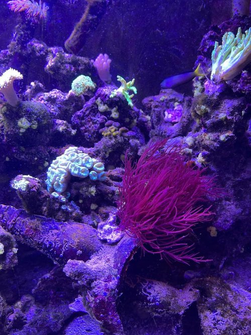 Red seaweed 2.jpg