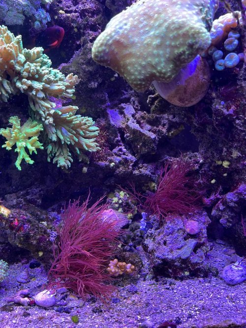 Red Seaweed 3.jpg