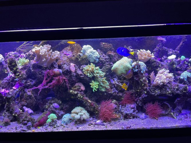 FTS Seaweed.jpg