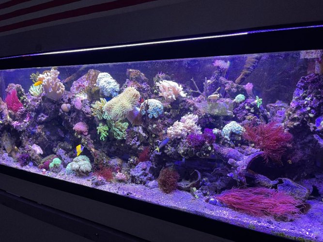 FTS with Seaweed.jpg