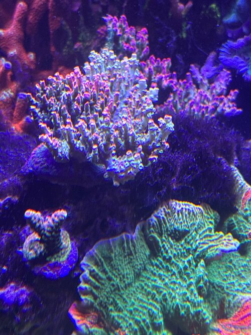 IMG_2734.jpeg