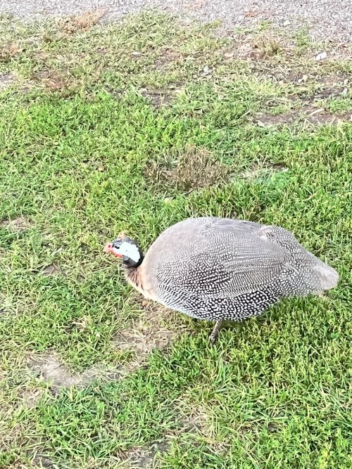 Chicken.jpg