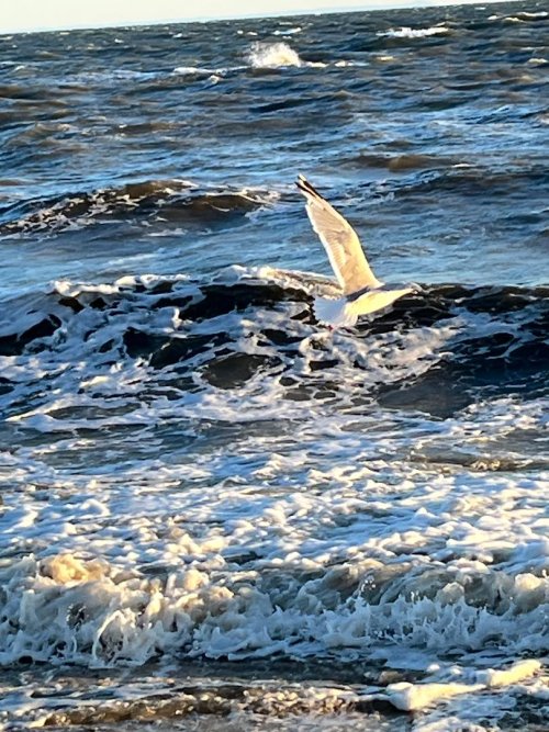 Seagull on beach.jpg