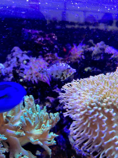 Filefish.jpg