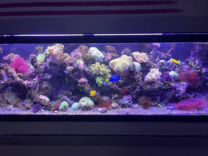 FTS with 8 fish showing.jpg