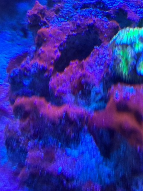 IMG_3098.jpeg