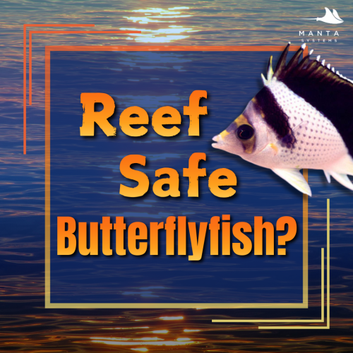 butterflyfish.png