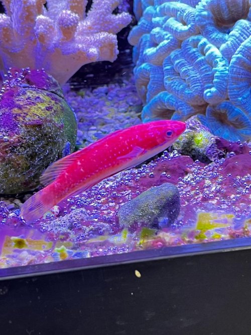 Fairy Wrasse.jpg