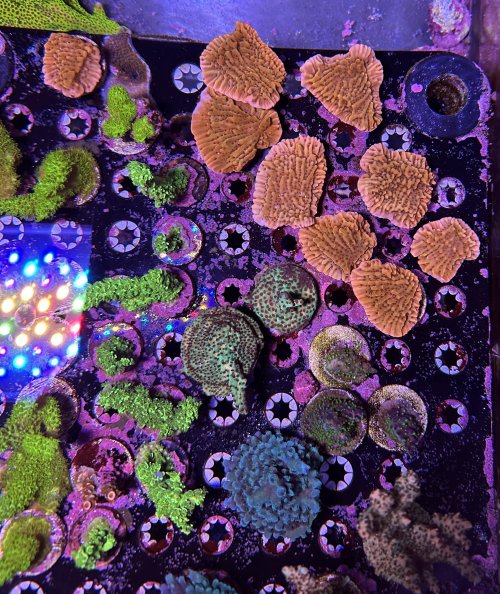 All corals.jpg