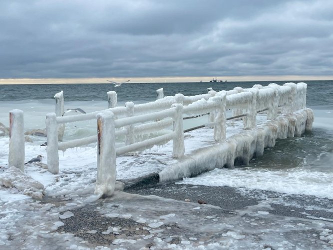 Frozen dock seagull.jpg