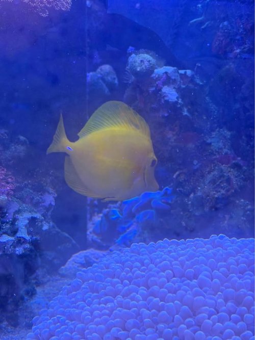 yellow tang 2.jpg