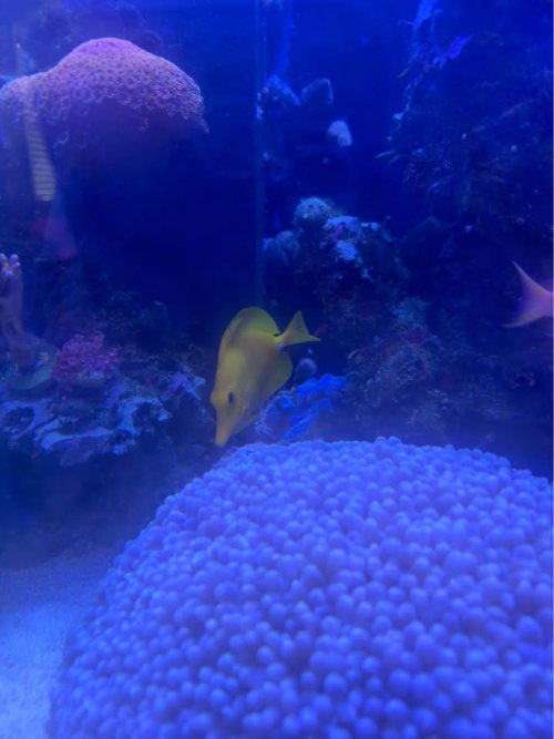 yellow tang 3.jpg