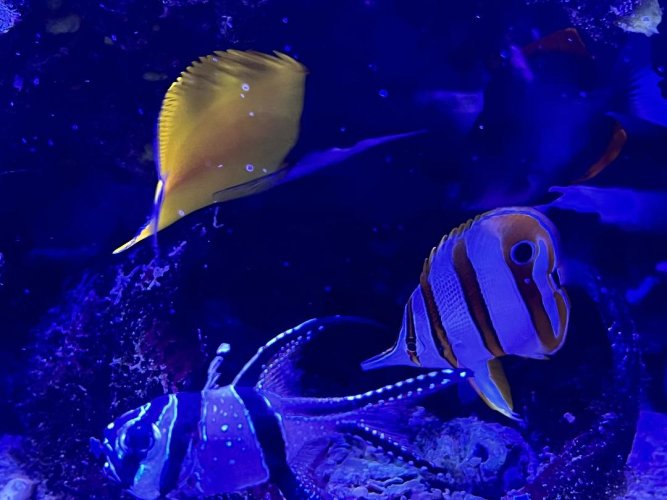 Copp and Long Nose.jpg