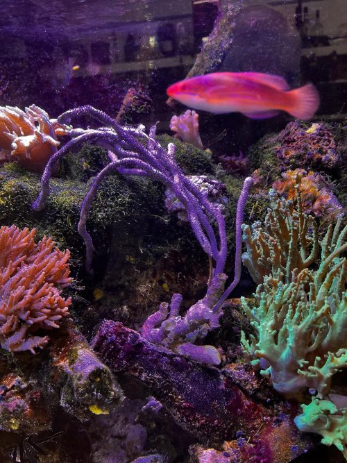 Gorgonian.jpg