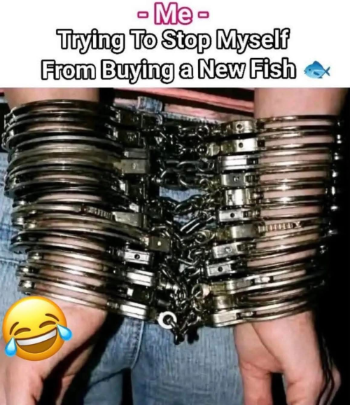 1778847271508.png