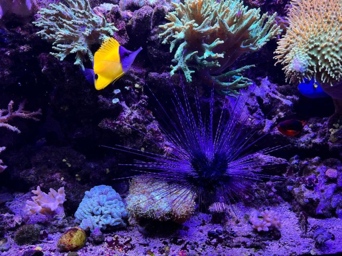 Urchin.jpg