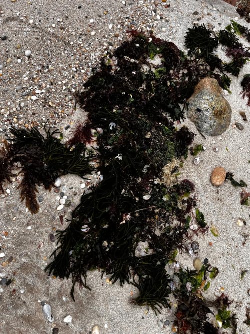 Codium on beach.jpg Codium on beach.jpg