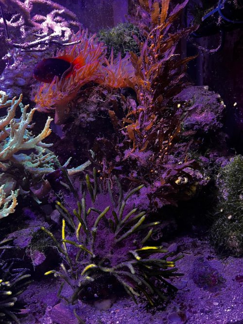 Seaweed.jpg Seaweed.jpg
