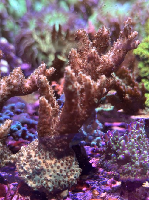 BC Bohemia Acropora 2.JPG