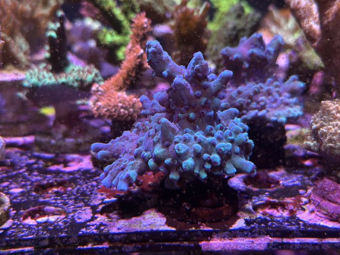 Oregon Blue Tort Acropora.JPG