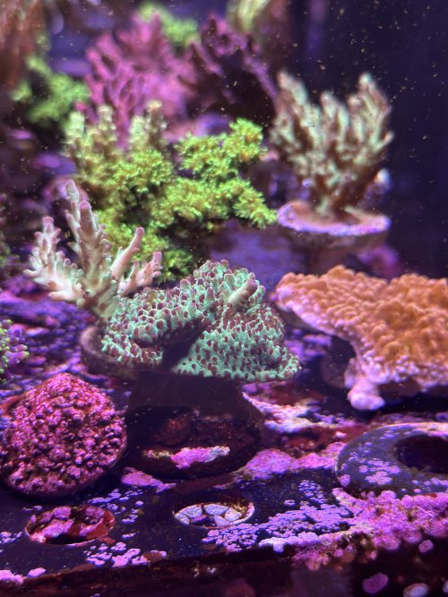 Upscales Microclados Acropora 1.JPG