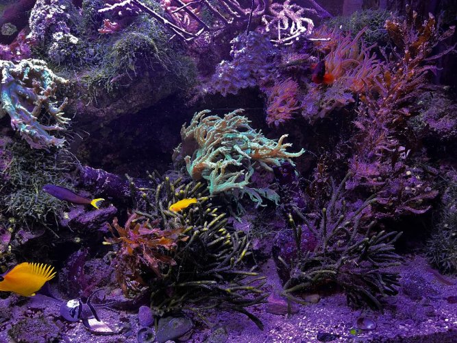 Bladdedwrack in tank.jpg