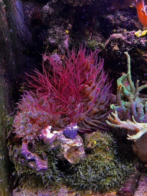 Red seaweed in tank.jpg