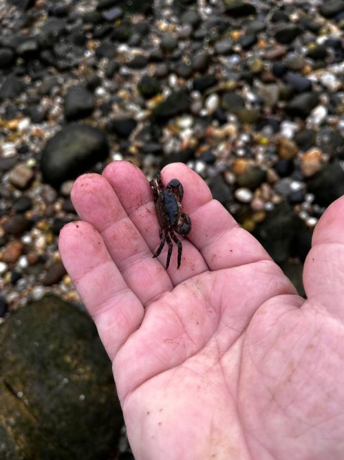 Japanese Shore Crab.jpg