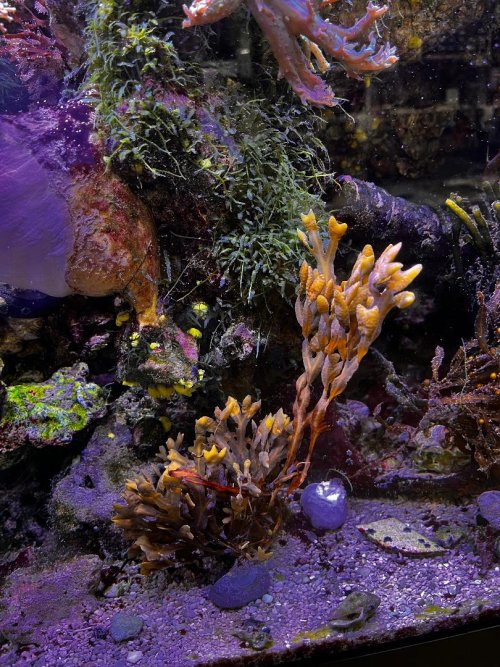 Common Bladerwrack.jpg Common Bladerwrack.jpg