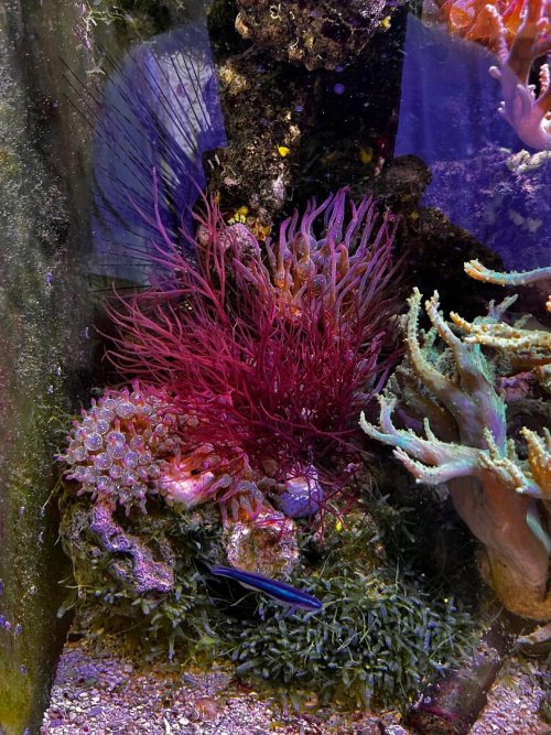 Red seaweed.jpg Red seaweed.jpg