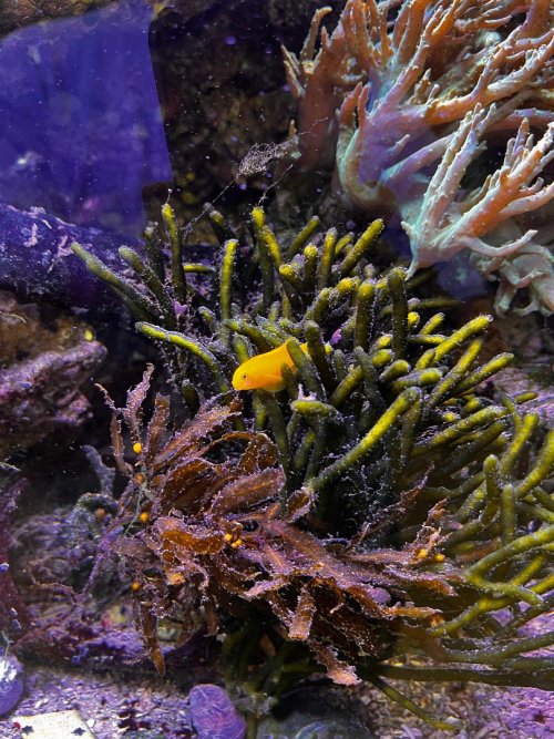 Clown Gobi Seaweed.jpg Clown Gobi Seaweed.jpg