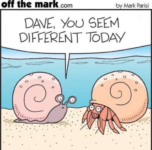 Hermit crab.png