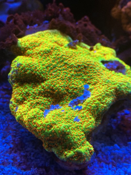 IMG_0429.jpeg