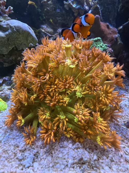 IMG_0102.jpeg