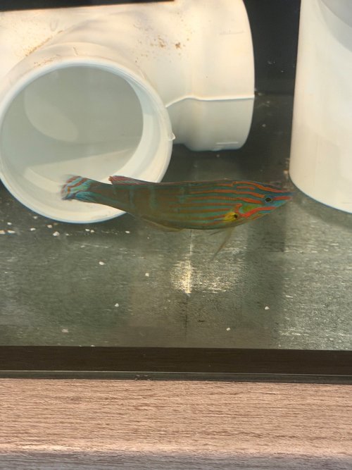 Melanurus1.jpg