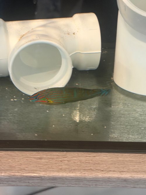 Melanurus2.jpg