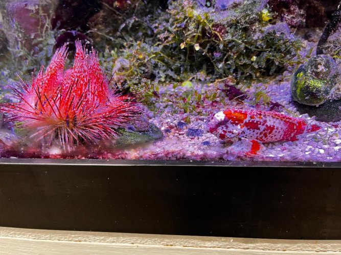 Waspfish and red urchin.jpg