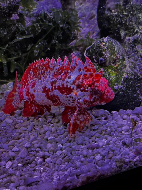 Waspfish.jpg