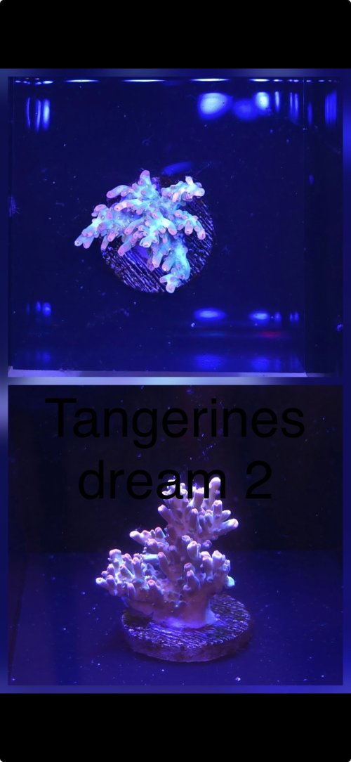IMG_5662.jpeg