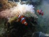 clownfish1.jpg